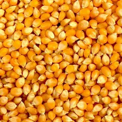Maize exportation